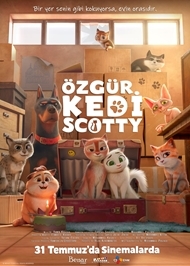 Özgür Kedi Scotty